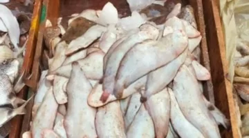 البلطي بـ 70 جنيها.. قائمة أسعار السمك في أسواق الإسكندرية اليوم بمختلف الأنواع